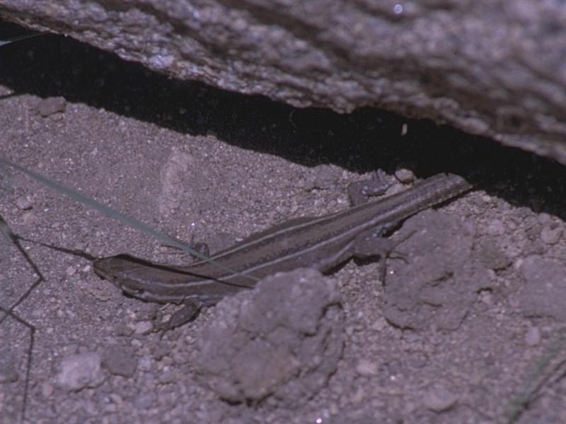 Lizards - Great Psammodromus 2.jpg -- Psammodromus algirus; DISPLAY FULL IMAGE.