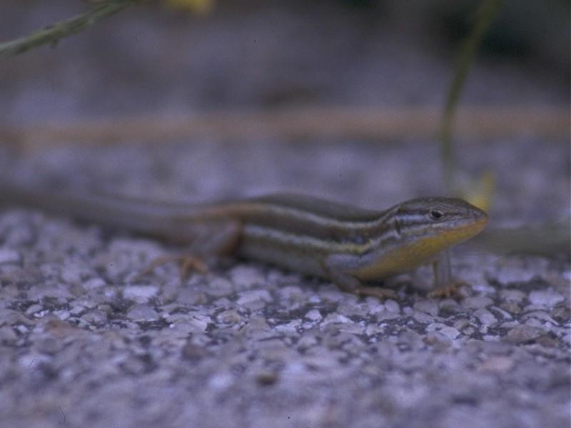 Lizards - Great Psammodromus breeding male 1.jpg -- Psammodromus algirus; DISPLAY FULL IMAGE.