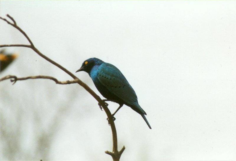 Birds from El Paso Birdpark - glossy_starling1.jpg; DISPLAY FULL IMAGE.