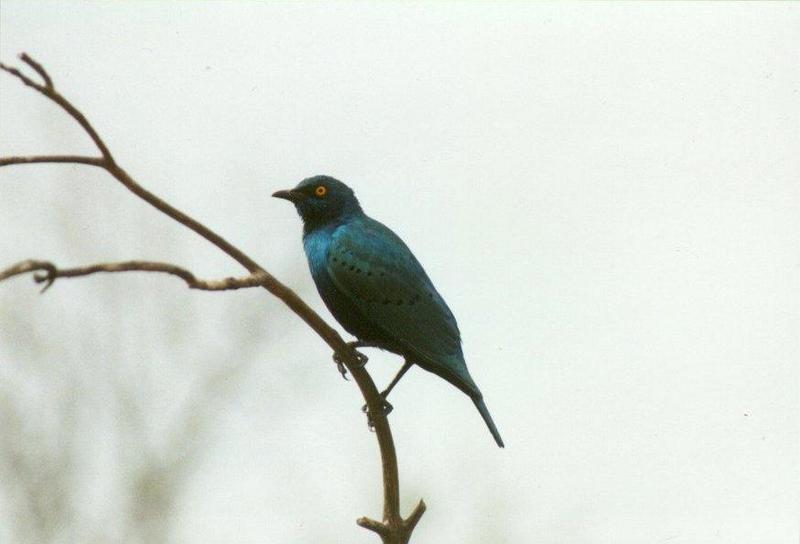 Birds from El Paso Birdpark - glossy_starling2.jpg; DISPLAY FULL IMAGE.