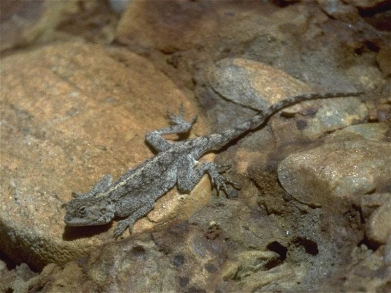 Lizards - Ground_Agama_2.jpg - Agama aculeata; DISPLAY FULL IMAGE.