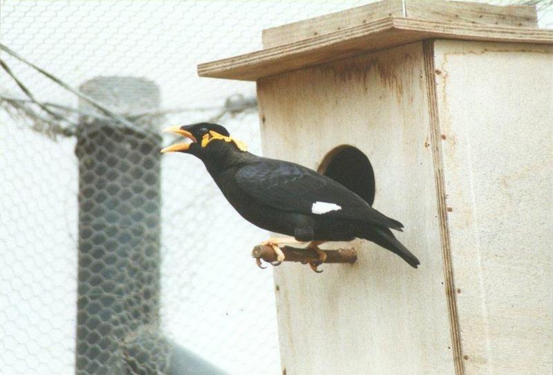 Birds from El Paso Birdpark - hill_mynah1.jpg; DISPLAY FULL IMAGE.