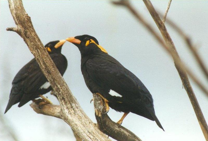 Birds from El Paso Birdpark - hill_mynah3.jpg; DISPLAY FULL IMAGE.