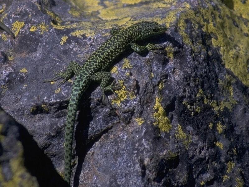 Lizards - Iberian Rock Lizard male 1.jpg -- Iberolacerta monticola; DISPLAY FULL IMAGE.