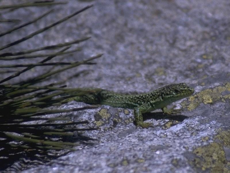 Lizards - Iberian Rock Lizard male 2.jpg -- Iberolacerta monticola; DISPLAY FULL IMAGE.