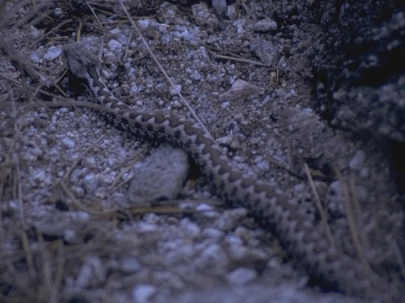 More Reptiles - Latastes_Viper_1.jpg; DISPLAY FULL IMAGE.