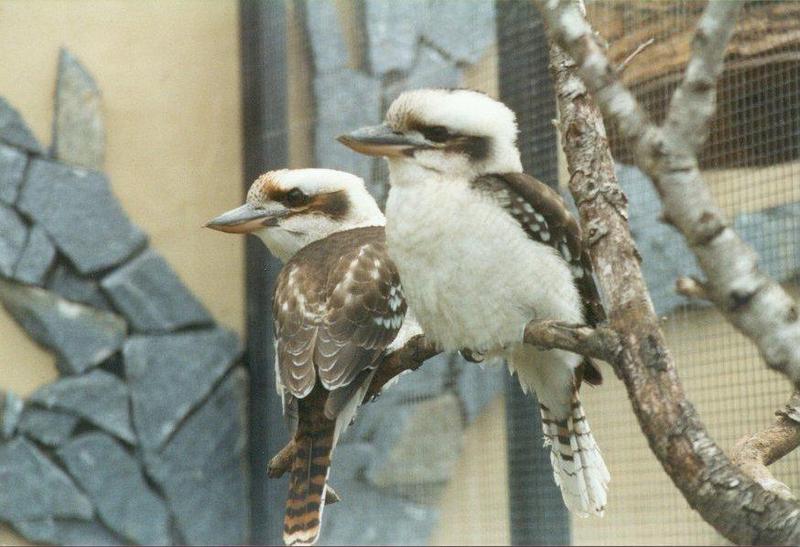 Birds from El Paso Birdpark - kookaburras1.jpg; DISPLAY FULL IMAGE.