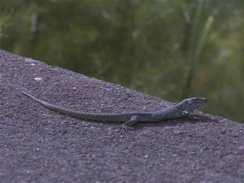 Lizards - Madeiran Wall Lizard 1.jpg -- Madeira wall lizard (Teira dugesii); DISPLAY FULL IMAGE.