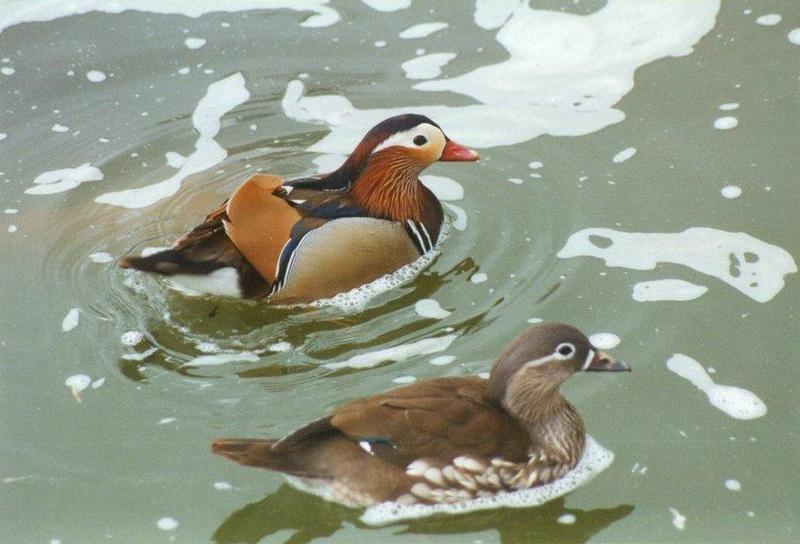Birds from El Paso Birdpark - mandarin_ducks1.jpg; DISPLAY FULL IMAGE.