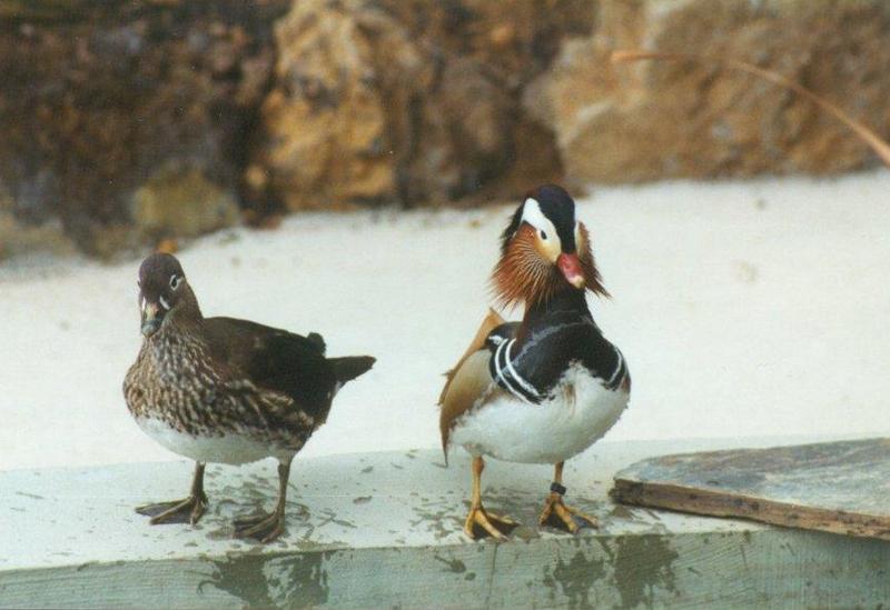 Birds from El Paso Birdpark - mandarin_ducks2.jpg; DISPLAY FULL IMAGE.