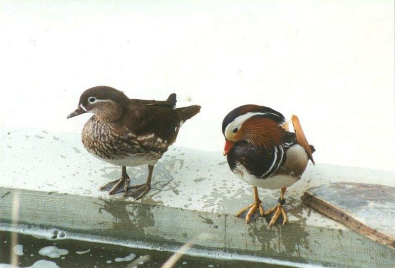 Birds from El Paso Birdpark - mandarin_ducks3.jpg; DISPLAY FULL IMAGE.