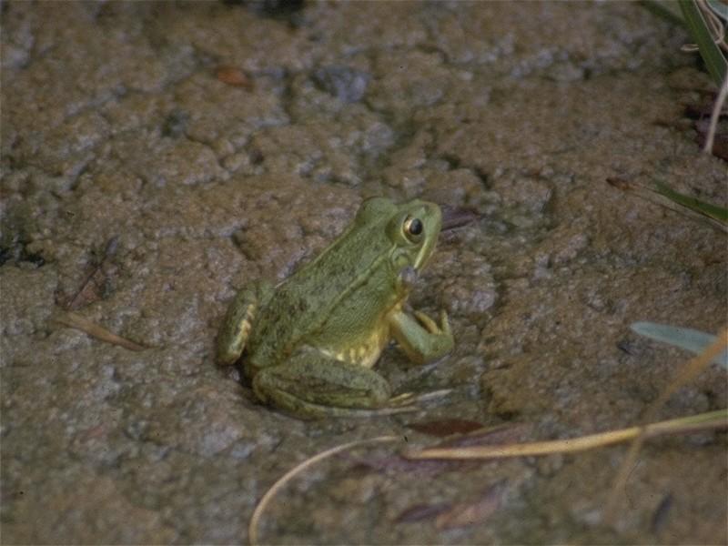 Some amphibians - Marsh_Frog_1.jpg; DISPLAY FULL IMAGE.