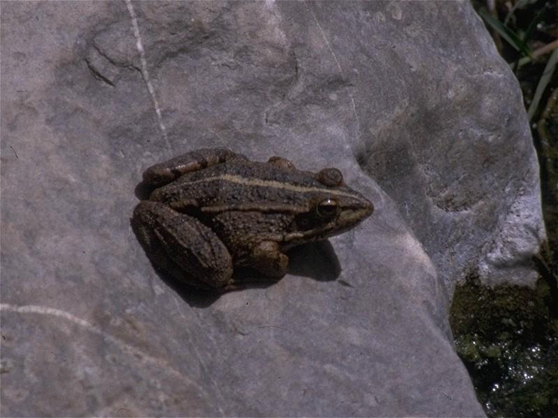 Some amphibians - Marsh_Frog_4.jpg; DISPLAY FULL IMAGE.