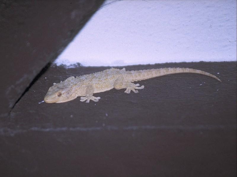 Lizards - Moorish_Gecko_1.jpg -- Tarentola mauritanica; DISPLAY FULL IMAGE.