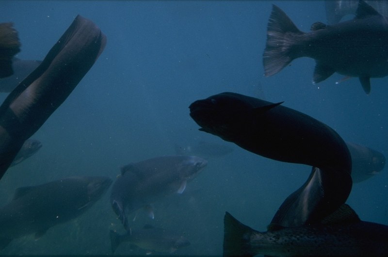 Underwater photographs - longfinned_eel.jpg; DISPLAY FULL IMAGE.