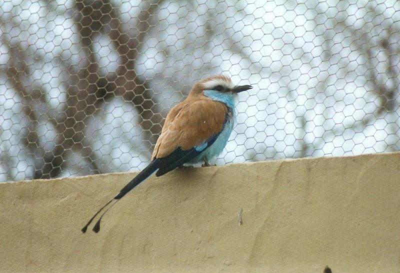Birds from El Paso Birdpark - racquet_tailed_roller.jpg; DISPLAY FULL IMAGE.