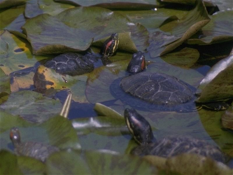 More reptiles - Redeared Turtles 1.jpg; DISPLAY FULL IMAGE.