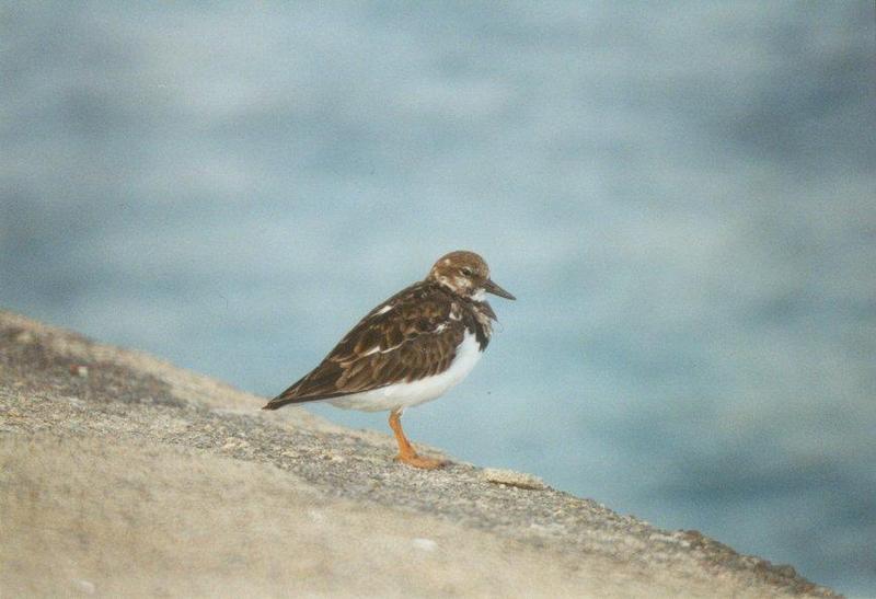 Animals from La Palma - turnstone.jpg; DISPLAY FULL IMAGE.