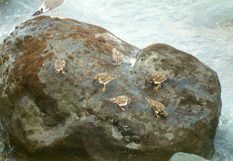 Animals from La Palma - turnstones.jpg; DISPLAY FULL IMAGE.