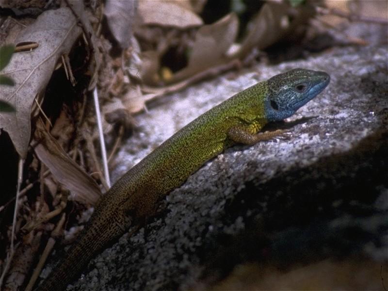 Lizards - Schreiber's Green Lizard 1.jpg -- Iberian emerald lizard (Lacerta schreiberi); DISPLAY FULL IMAGE.