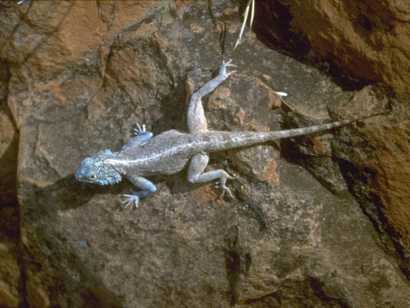 Lizards - Southern Rock Agama 1.jpg -- southern African rock agama (Agama atra); DISPLAY FULL IMAGE.