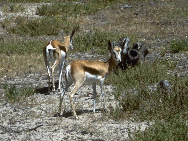 More bovidae - springbuck (antidorcas marsupialis) 1.jpg; DISPLAY FULL IMAGE.