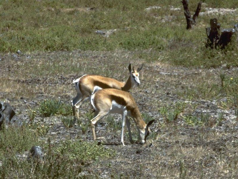 More bovidae - springbuck (antidorcas marsupialis) 2.jpg; DISPLAY FULL IMAGE.