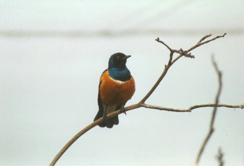 Birds from El Paso Birdpark - superb_starling2.jpg; DISPLAY FULL IMAGE.