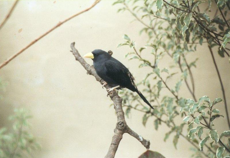 Birds from El Paso Birdpark - cacique1.jpg; DISPLAY FULL IMAGE.