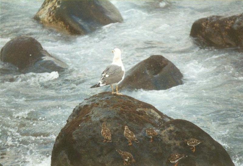 Animals from La Palma - gull_and_turnstones.jpg; DISPLAY FULL IMAGE.