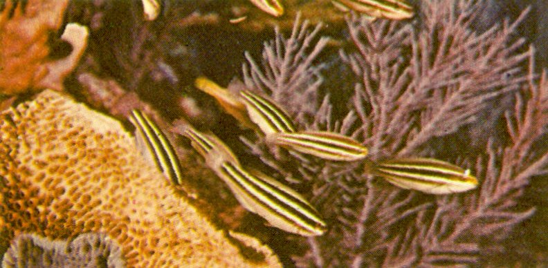 Re: Looking for Caribbean Tropical Fish the more colorful the better - young_parrotfish.jpg; DISPLAY FULL IMAGE.