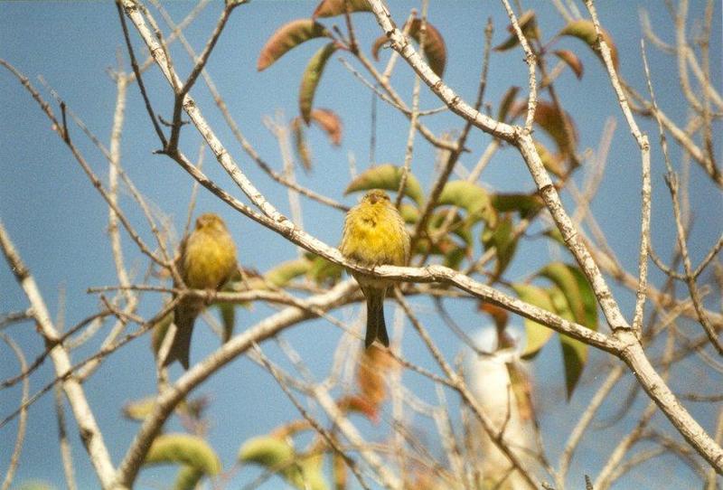 Animals from La Palma - canaries.jpg - Island Canary (Serinus canaria); DISPLAY FULL IMAGE.