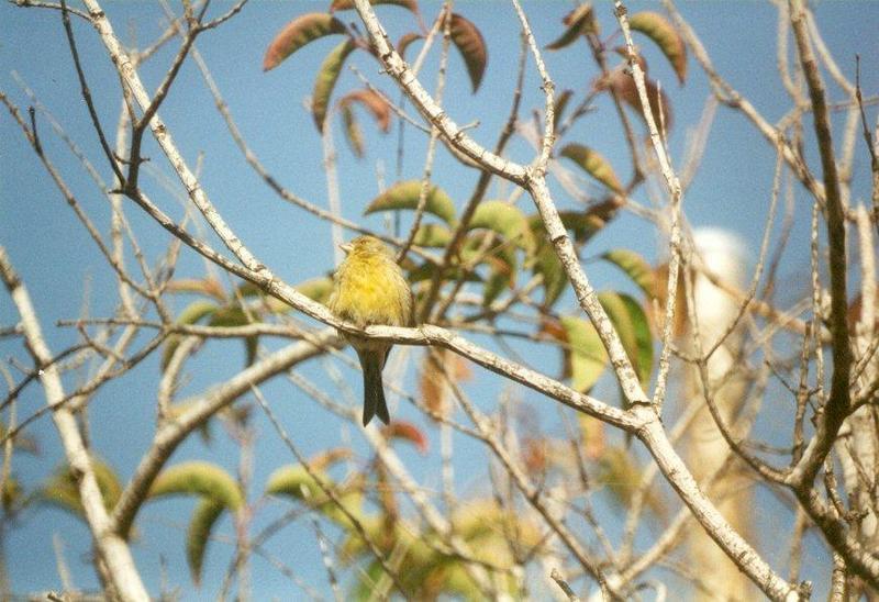 Animals from La Palma - canary.jpg - Island Canary; DISPLAY FULL IMAGE.