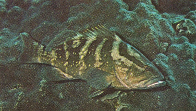 Re: Looking for Caribbean Tropical Fish the more colorful the better - nassau_grouper.jpg; DISPLAY FULL IMAGE.