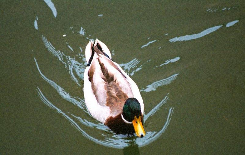 (Description) File 3 of 5 - Mallard2.jpg (1/1); DISPLAY FULL IMAGE.