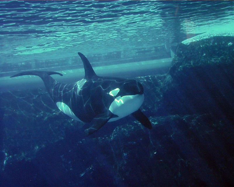 Re: NE COOL WHALE PICS; DISPLAY FULL IMAGE.
