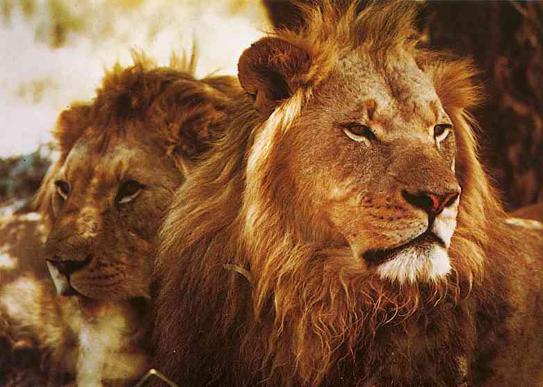 Lions; DISPLAY FULL IMAGE.
