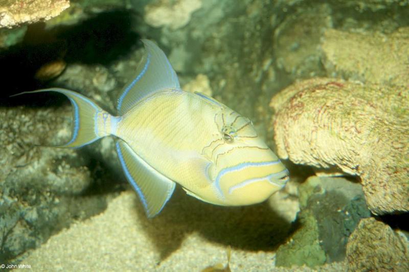 Queen trigger Fish; DISPLAY FULL IMAGE.