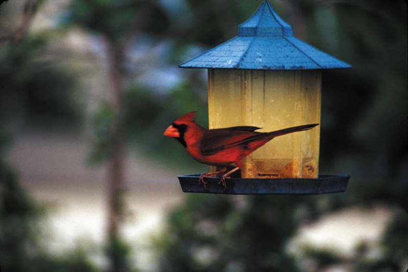 (Description) File 1 of 2 - RedCardinal1.jpg (1/1); DISPLAY FULL IMAGE.