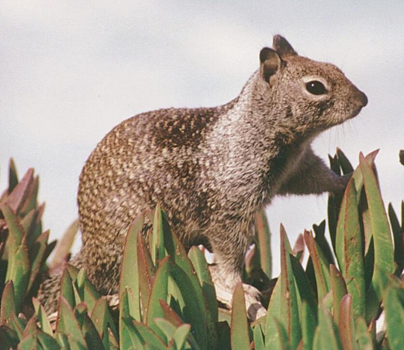 Souvenirs from California - Squirrel on the lookout - La Jolla Beach, San Diego; DISPLAY FULL IMAGE.