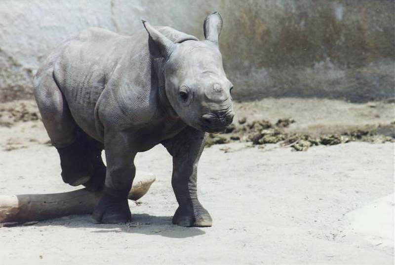 San Diego Zoo; DISPLAY FULL IMAGE.