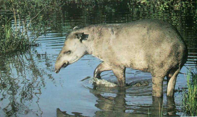 Brazilian tapir (J01); DISPLAY FULL IMAGE.