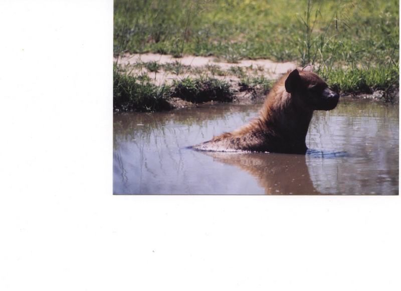 Hyena; DISPLAY FULL IMAGE.