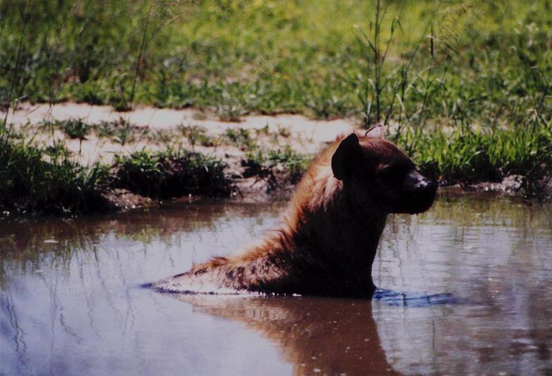 Hyena; DISPLAY FULL IMAGE.