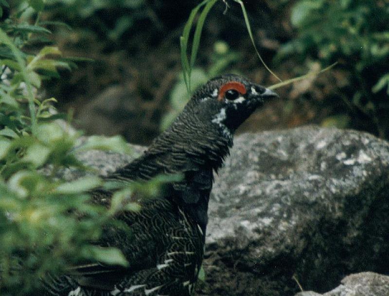 a grouse (I think...:); DISPLAY FULL IMAGE.