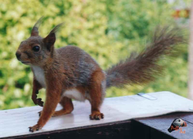 Squirrel; DISPLAY FULL IMAGE.