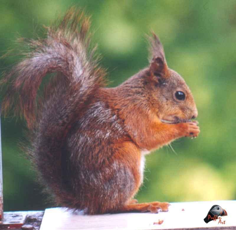 Squirrel; DISPLAY FULL IMAGE.
