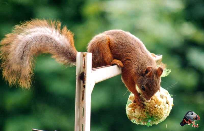 Squirrel; DISPLAY FULL IMAGE.