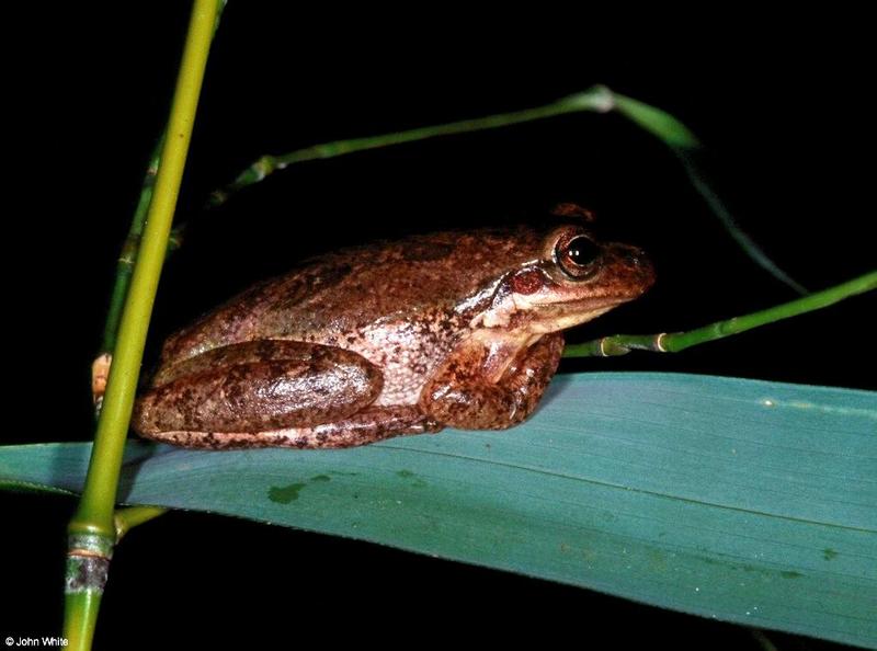 Squirrel Treefrog; DISPLAY FULL IMAGE.