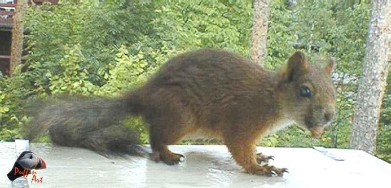 Squirrel; DISPLAY FULL IMAGE.